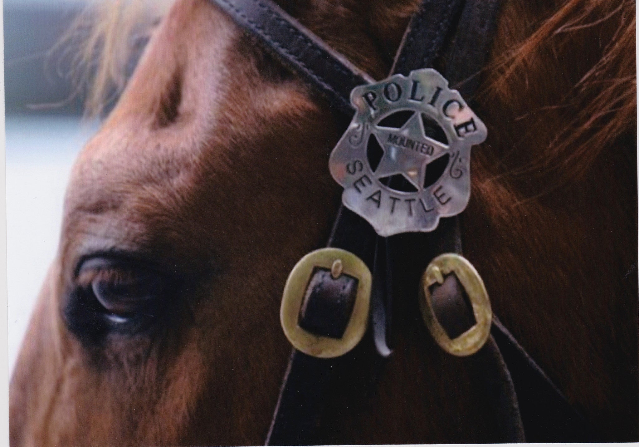 Tribute to Seattle Mounted Police